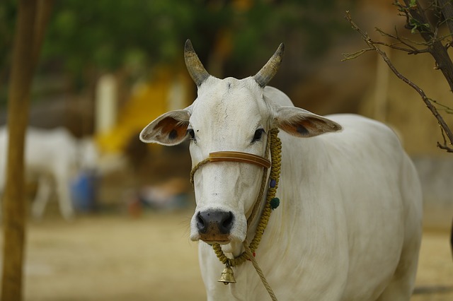 indická kráva